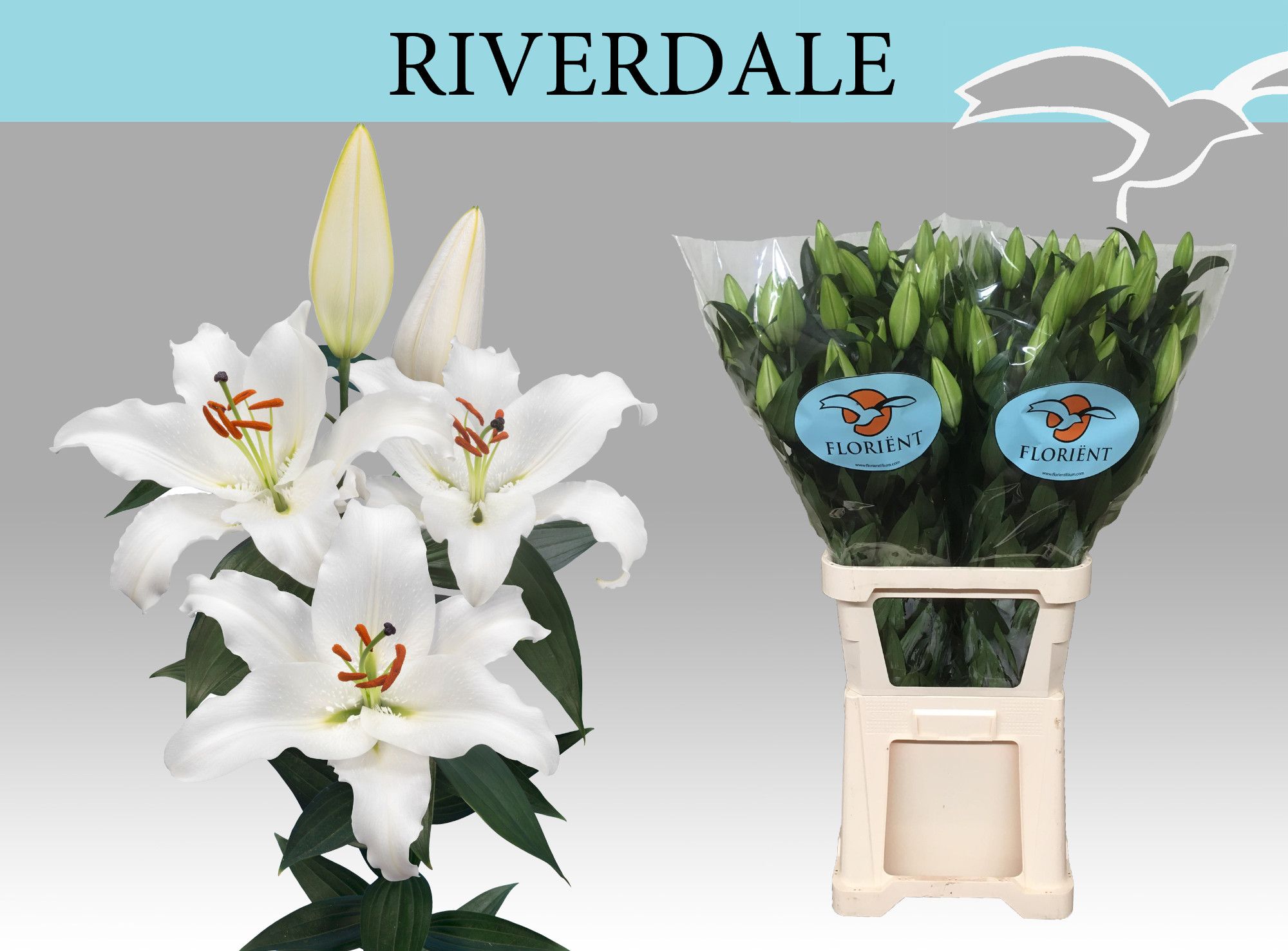 Лилия Ривердэейл 85, шт.