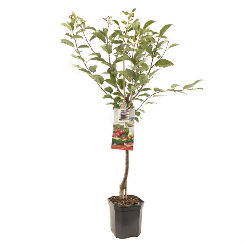 Prunus cerasus Morel laagstam Zure kers, D 24
