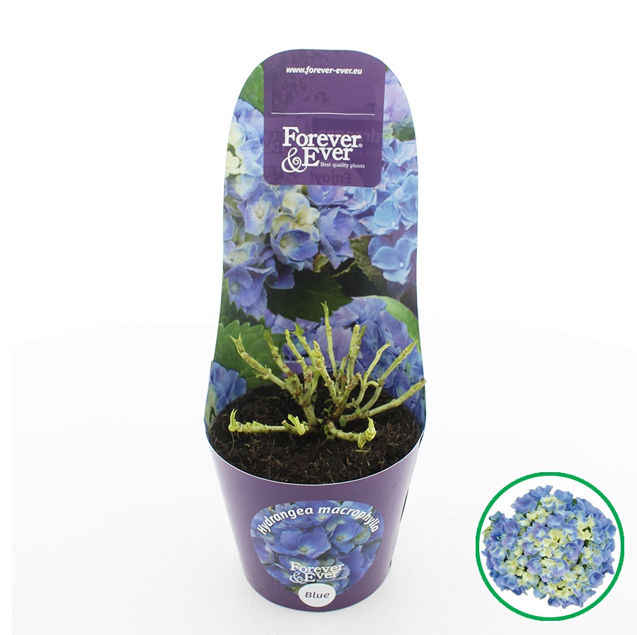 Hydrangea macr. Forever & Ever® Blauw C2 (17cm.) Potcover, D 17
