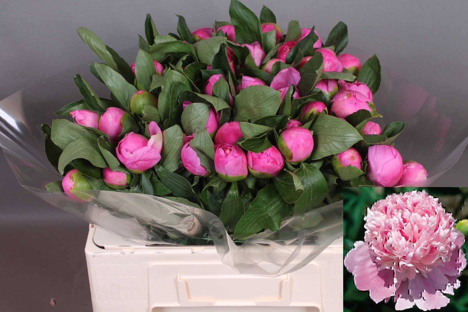 Пион Жуль Эль 50, шт.