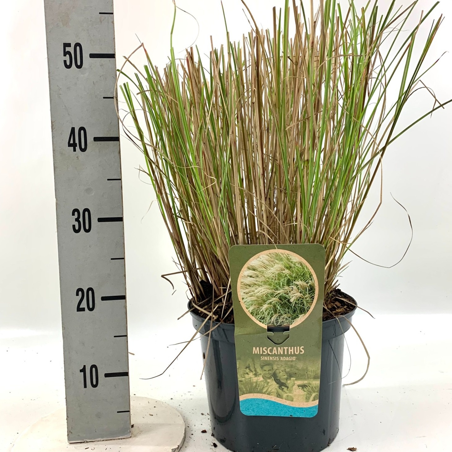 Miscanthus sin. 'Adagio', D 23