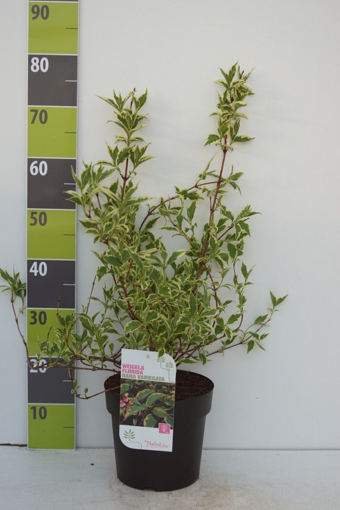 Weigela florida 'Nana Variegata' C 4,6, D 23 cm