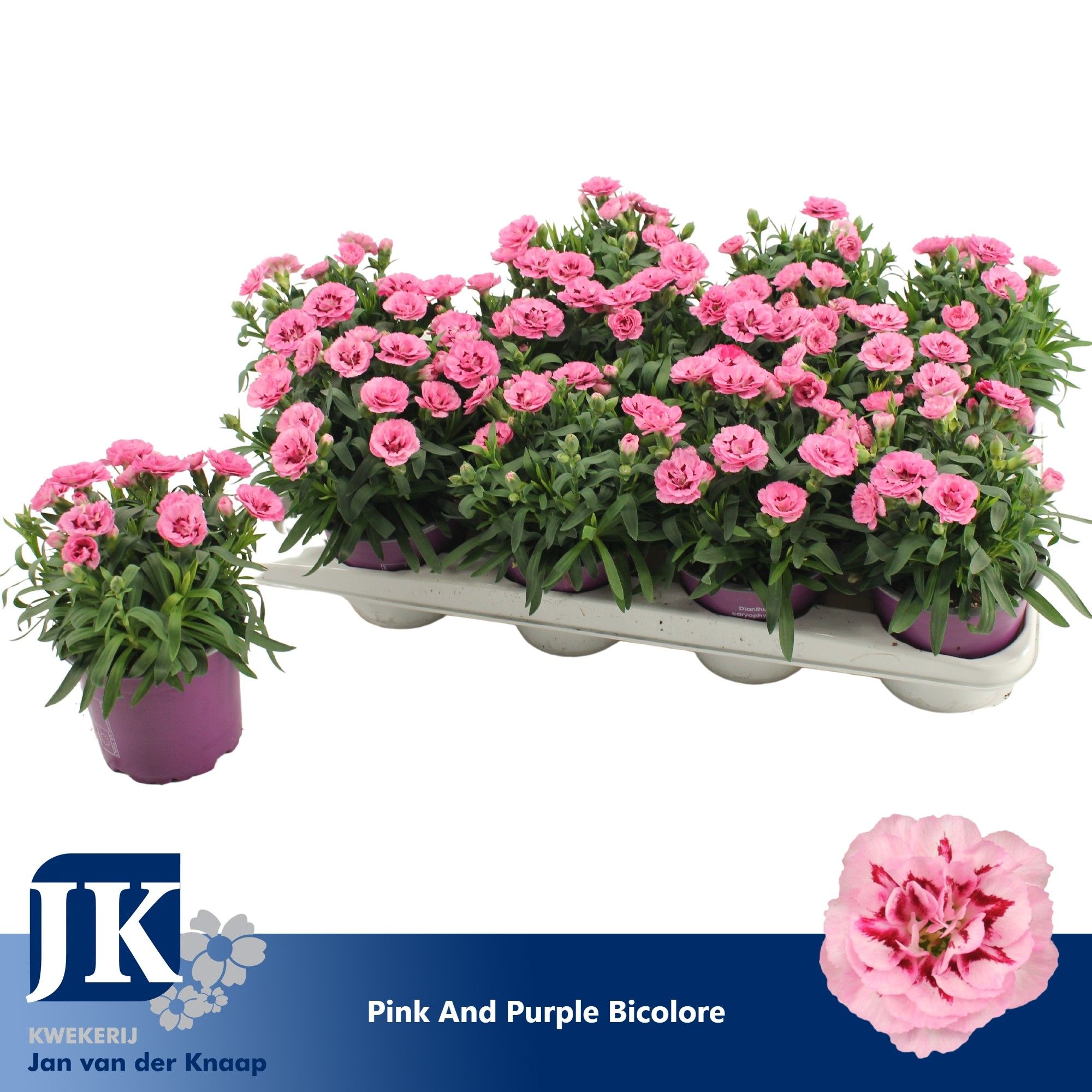 Dianthus P12 Pink Purple Bicolor TST, D 12