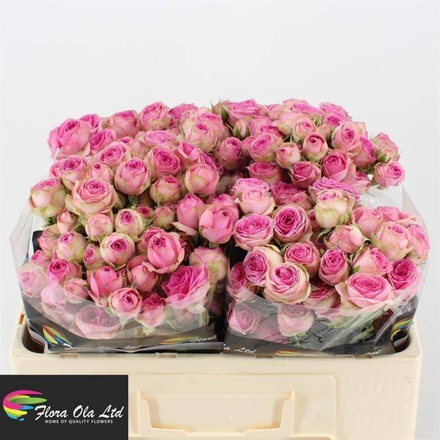 Роза куст. Супер Сенсэшн 50, шт.