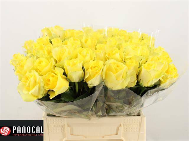 Роза од. Миньон Роуз 40, шт.