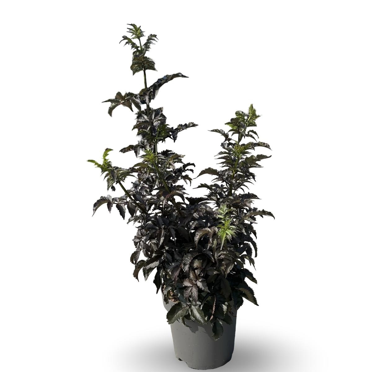 Sambucus nigra Black Tower, D 31