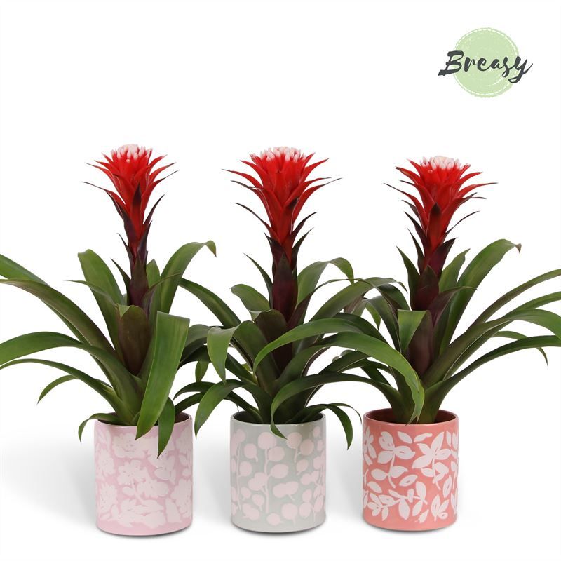 Guzmania Rockyflower Hope - 12cm in Sevilla | Mimesis, D 12