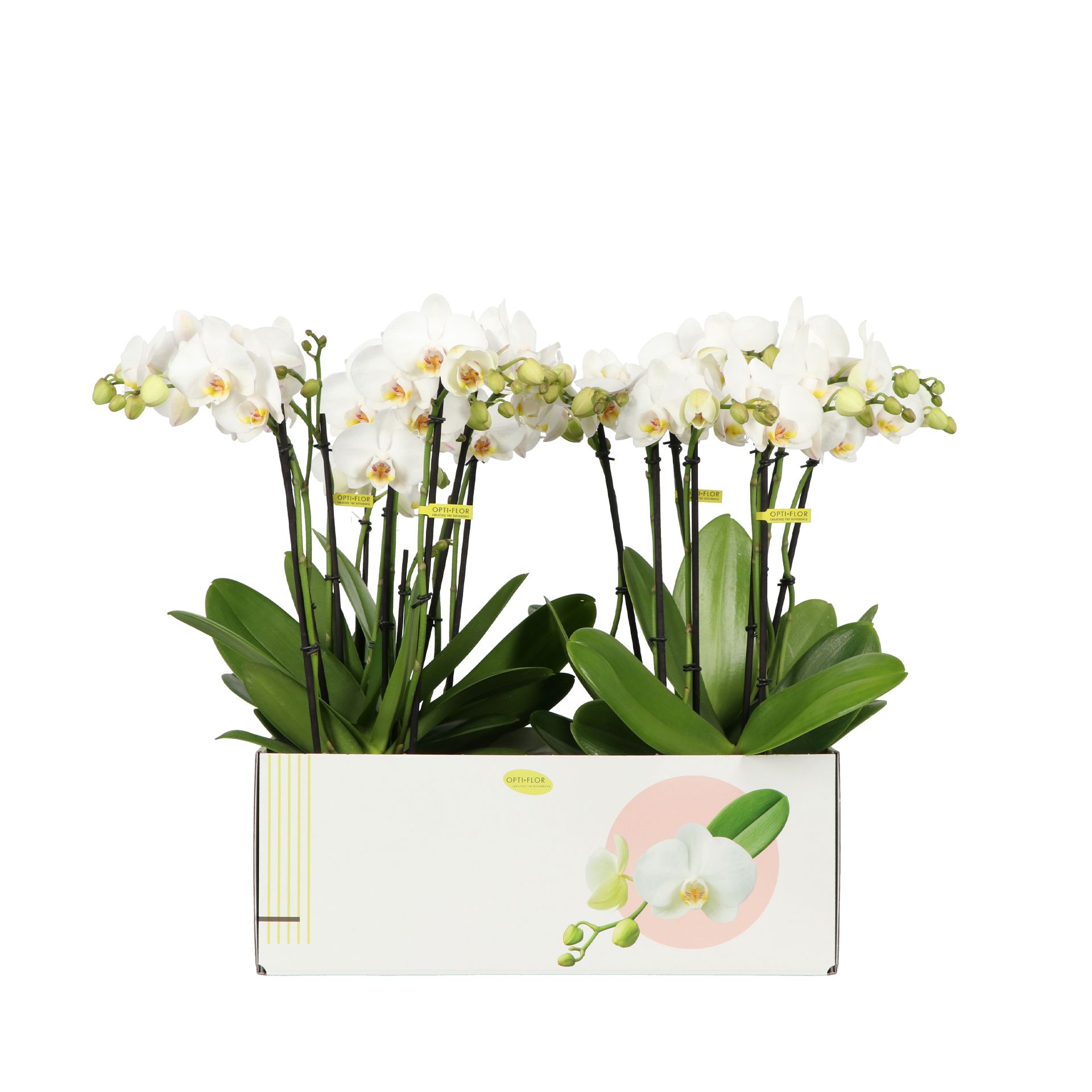 Flower Power Multi Helios 4+ spike, D 12 cm