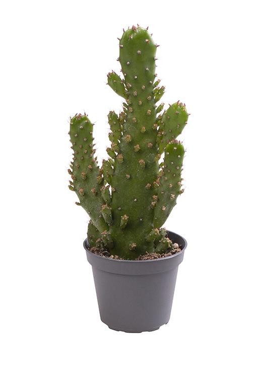 OPUNTIA MONACANTHA, D 6 cm