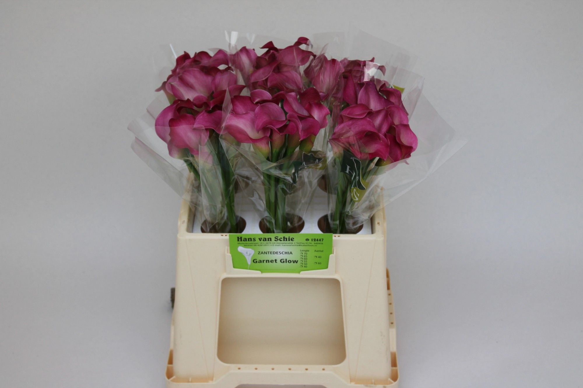 Калла Зазу 40, шт.