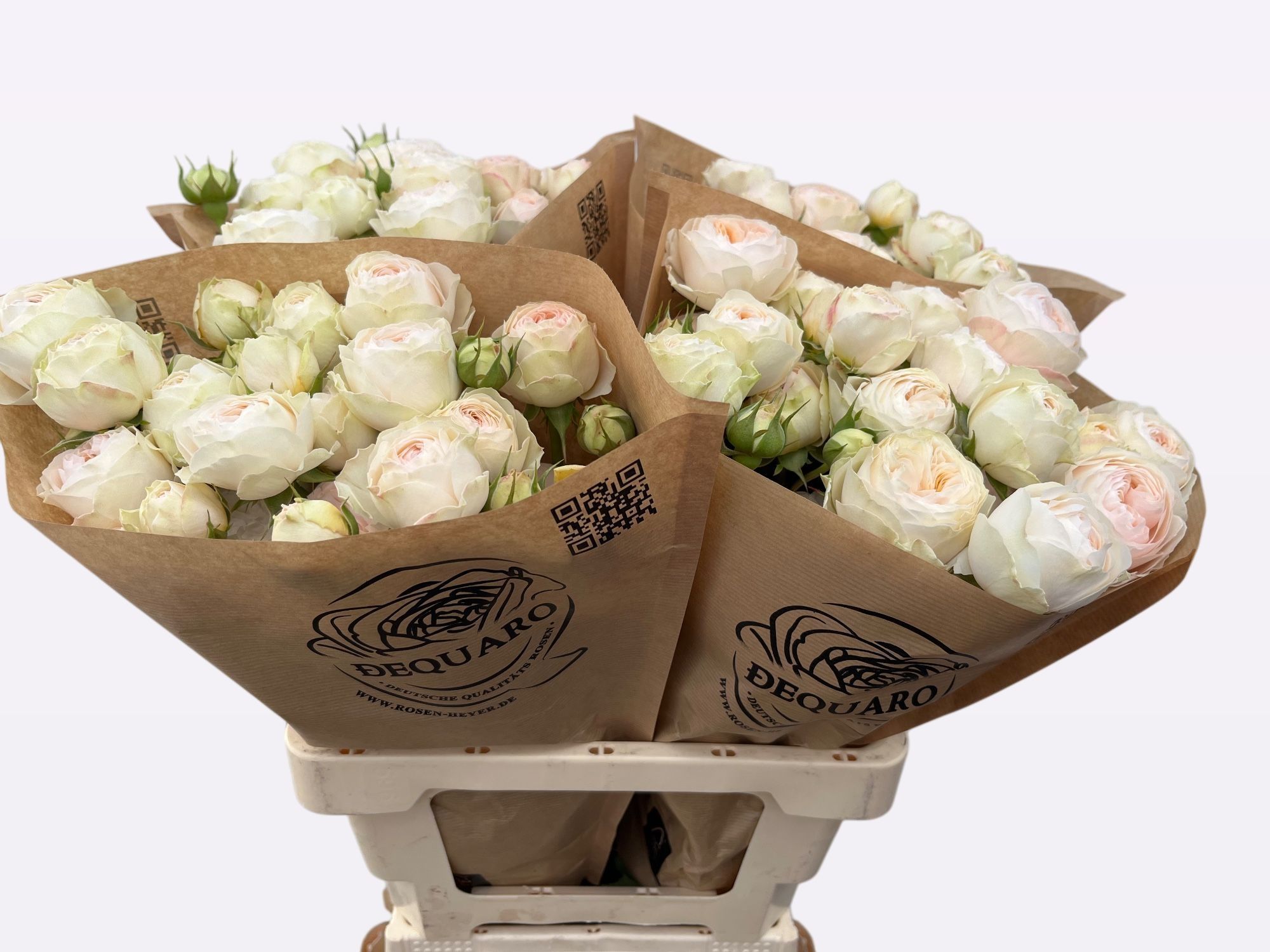 Роза куст. Грэндмас Роми 60, шт.