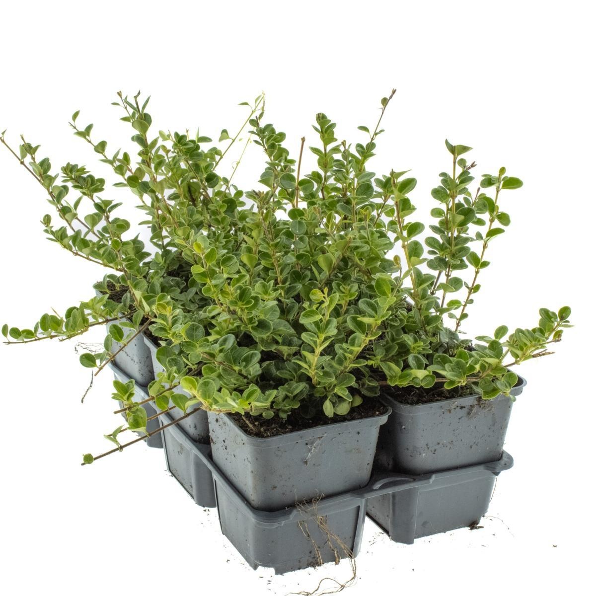 Lonicera crassifolia 'Little Honey', D 9