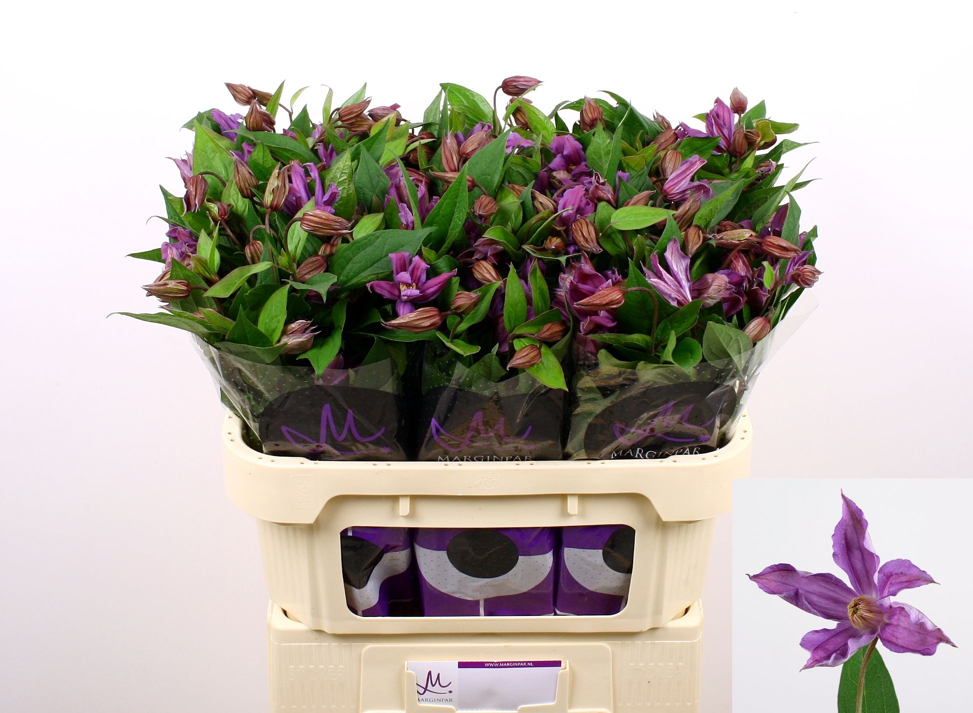 Клематис Эмейзин Женева 70, шт.