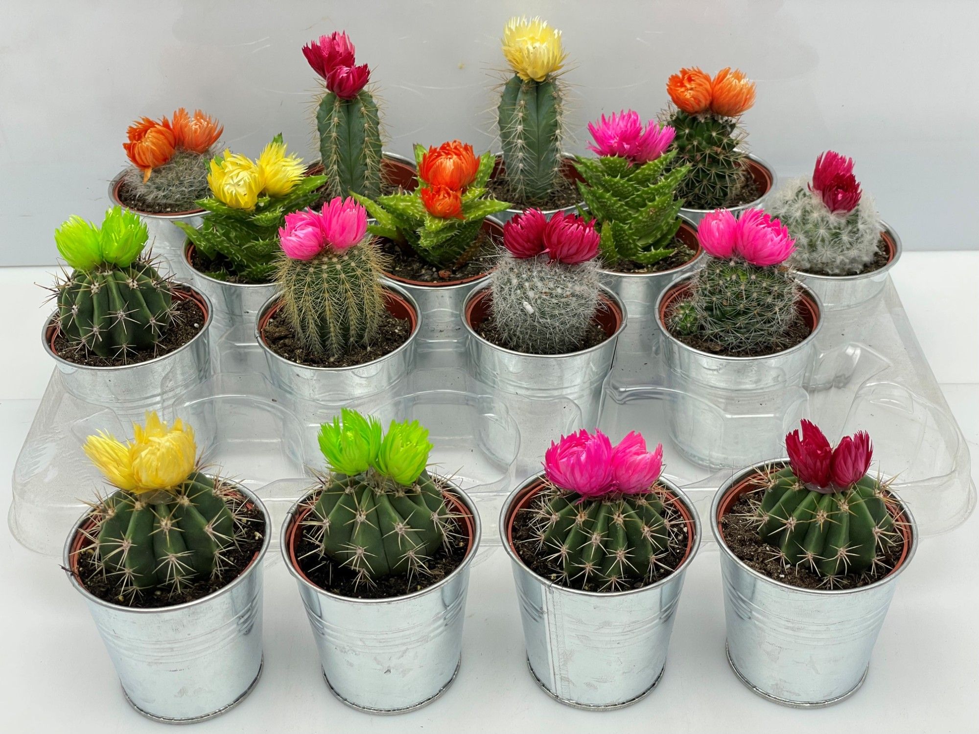 312 cactus sier zinken pot 6,5 cm, D 7,5