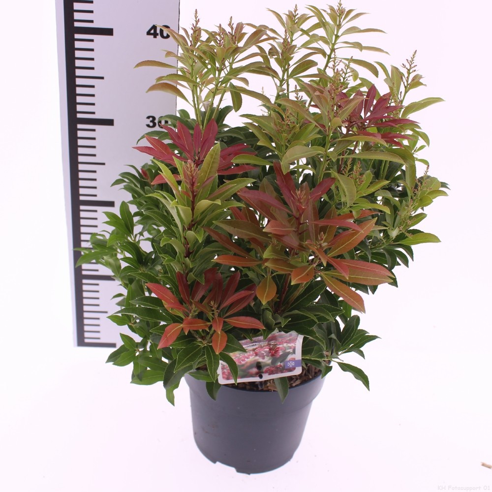 Pieris jap. 'Passion', D 17 cm