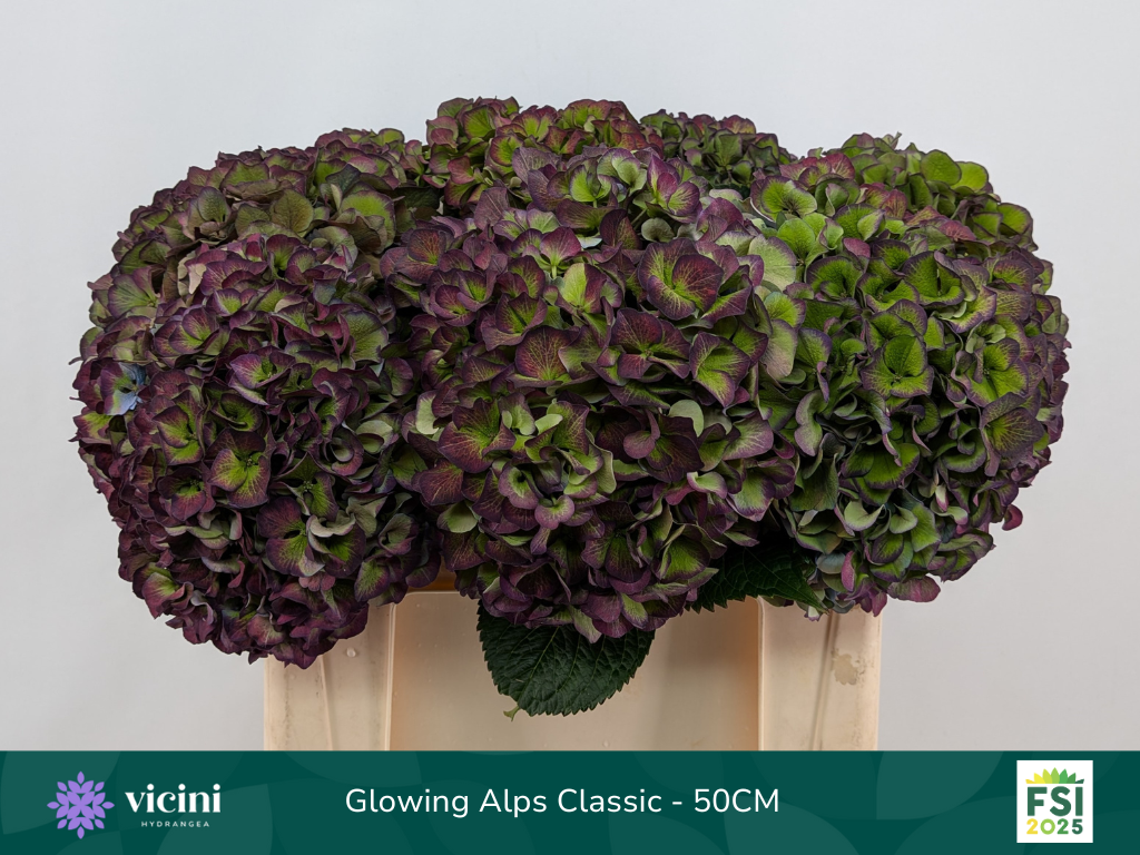 Гортензия Глоуин Альпс Перпл Классик 50, шт.
