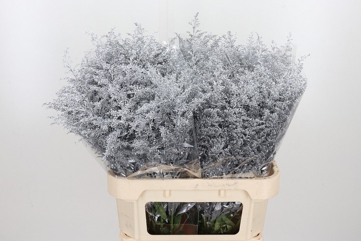 Солидаго Овериг Крашеный (краш. ) 80, шт.