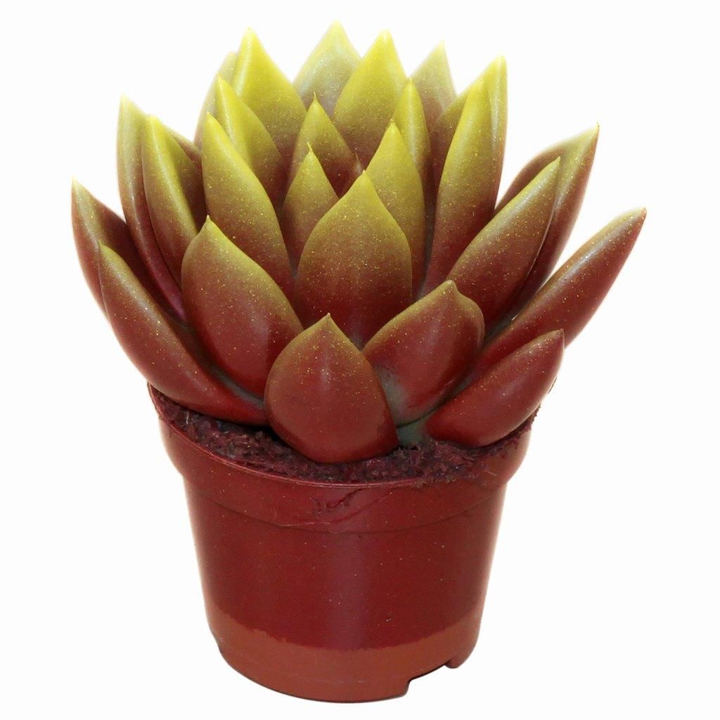 Miranda bicoloured red/yellow, D 6