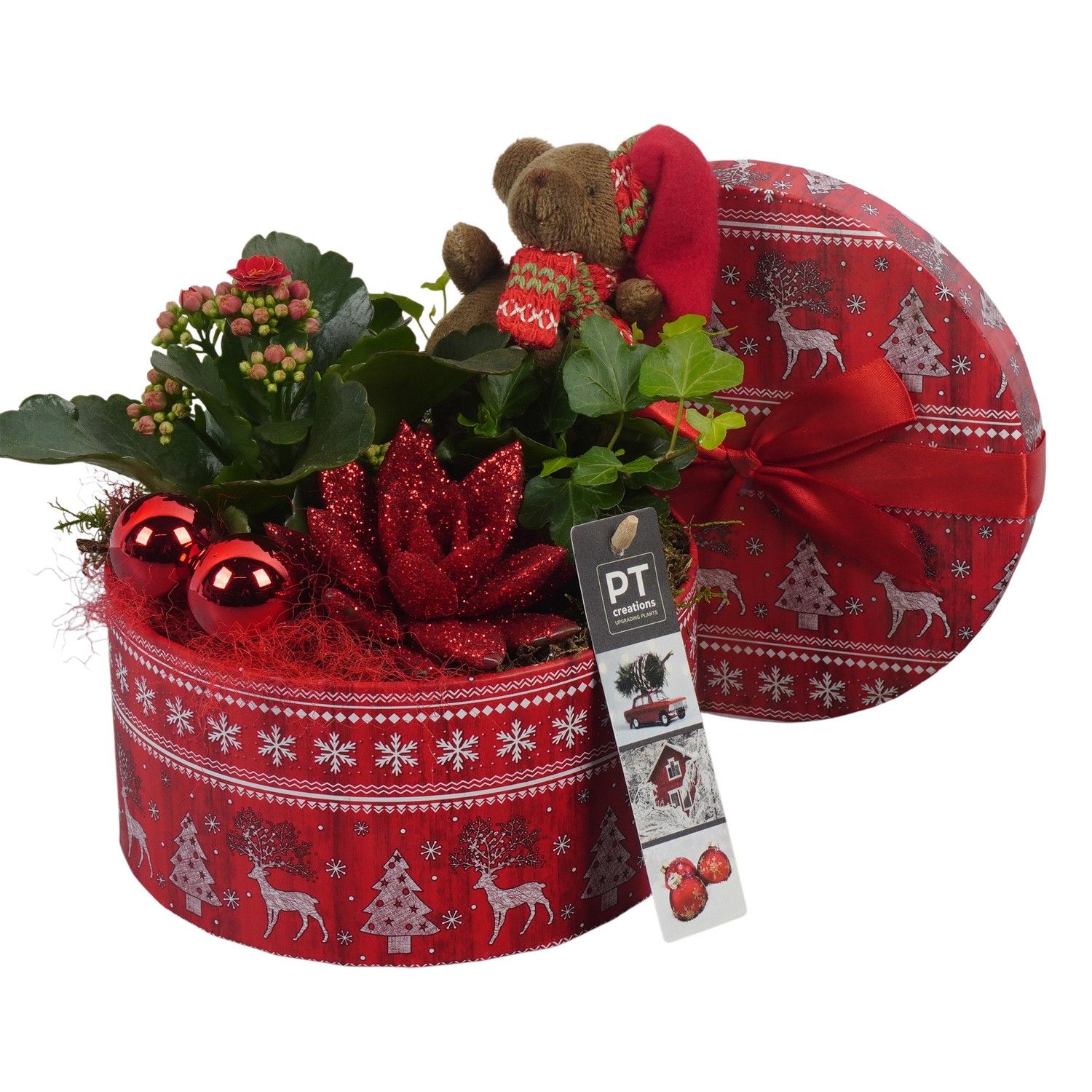 PTCHR7383 Arrangement Christmas Red in karton pot, D 17 cm