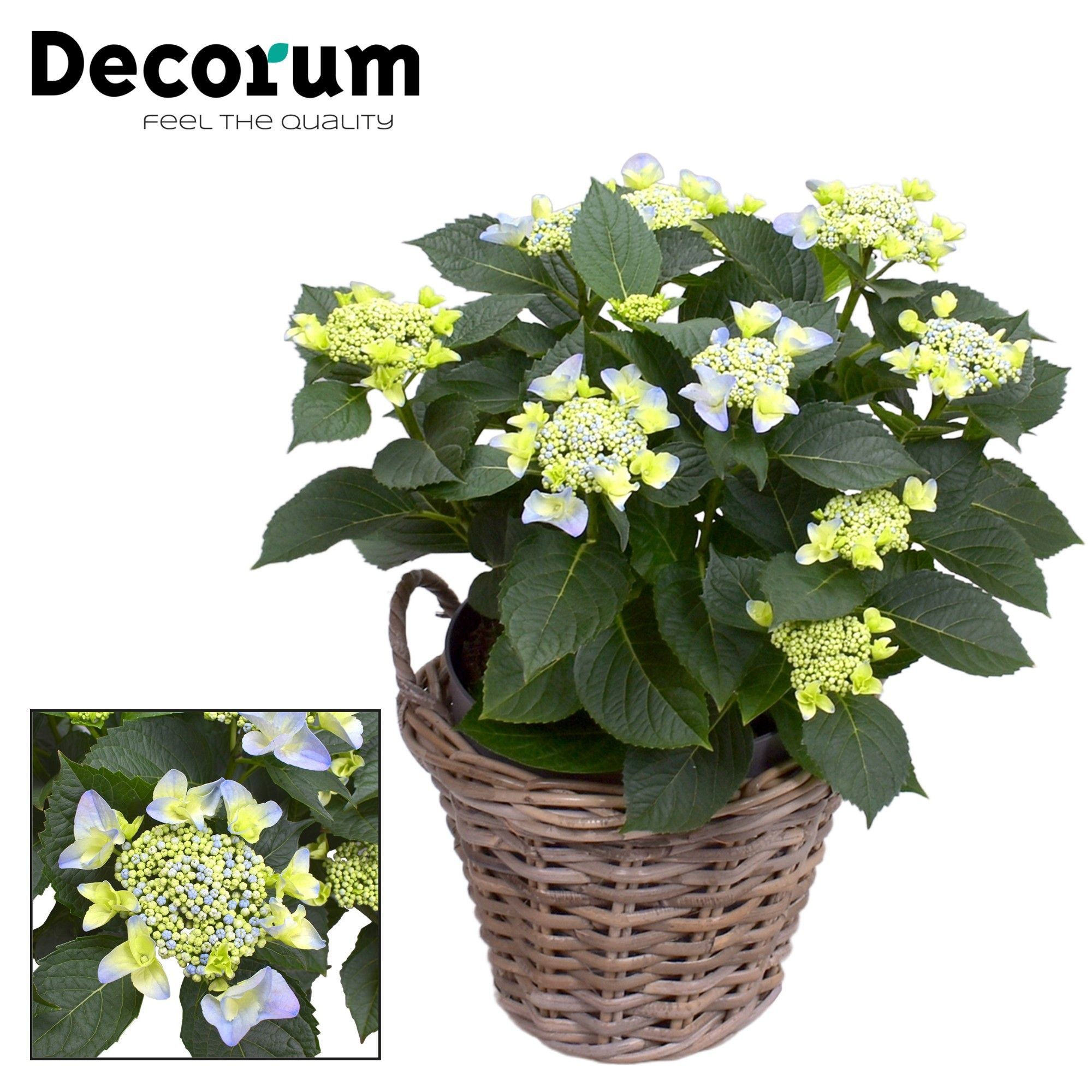 Hydrangea Teller Nizza Blue 7-12 kop in mand (Decorum), D 23