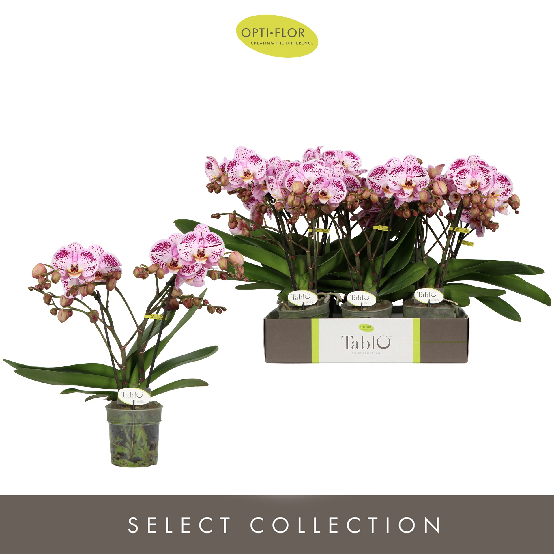 Tablo Bellini 2 spike, D 12 cm