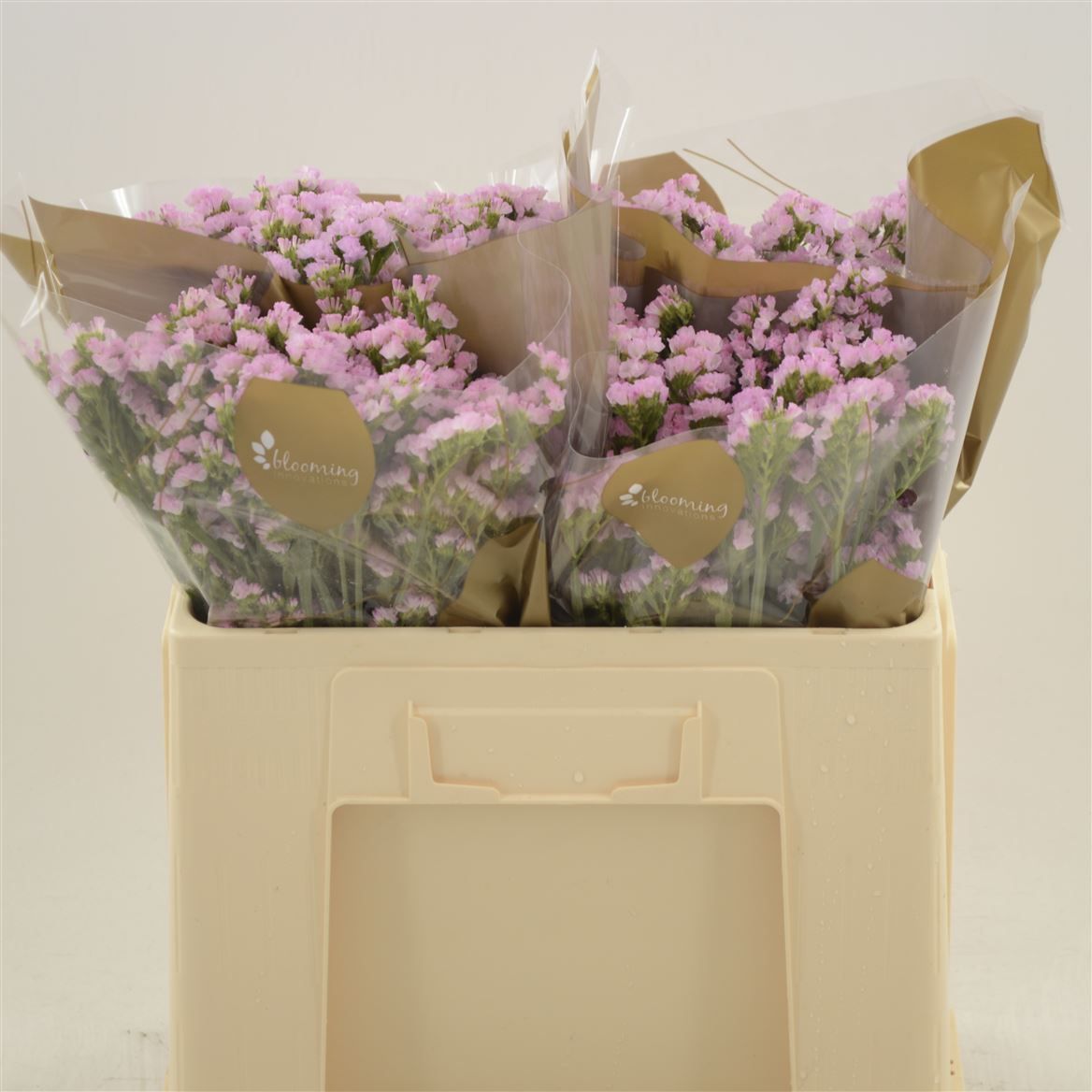 Статица Лючия Пинк 50, шт.