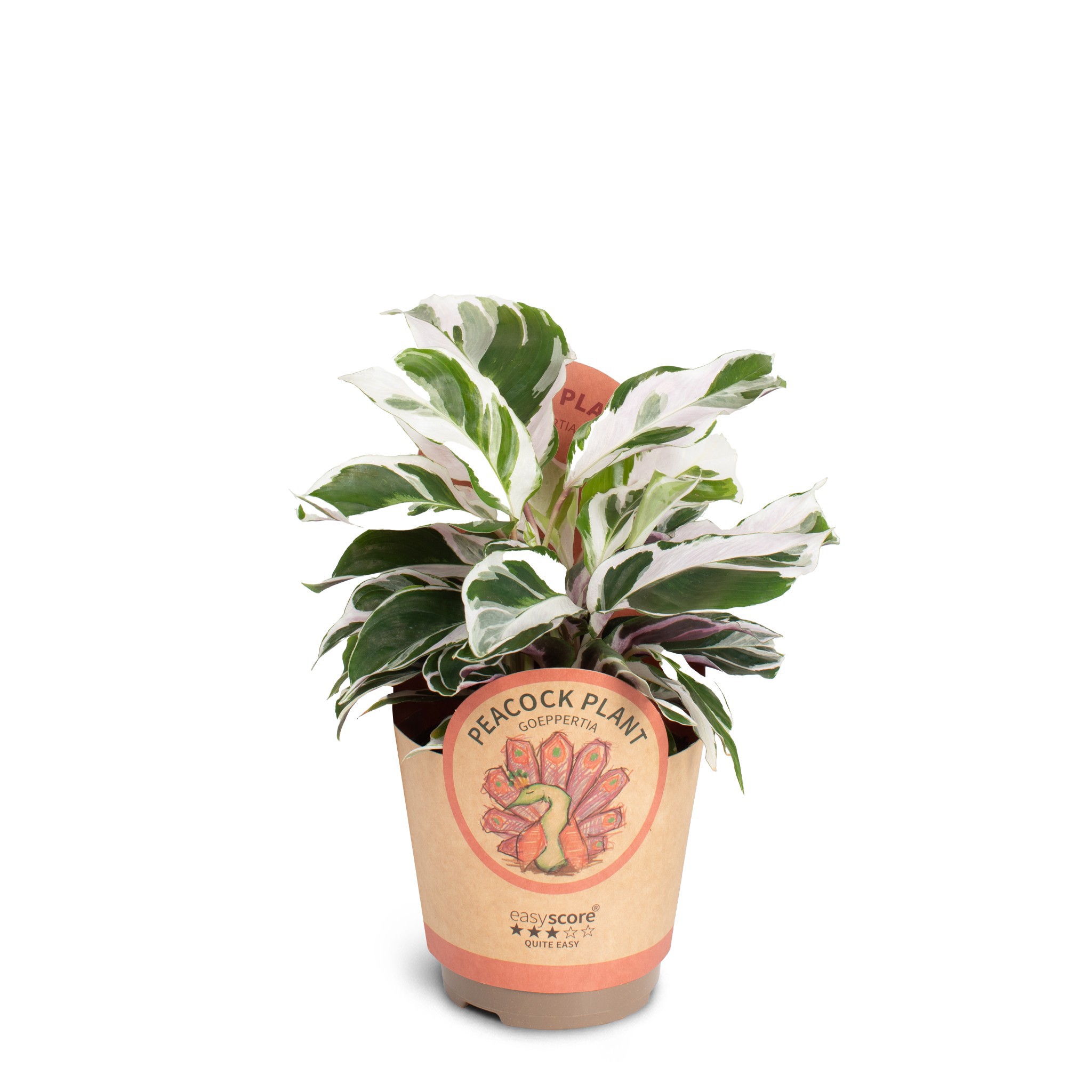 Calathea ´White Miracle´, D 11