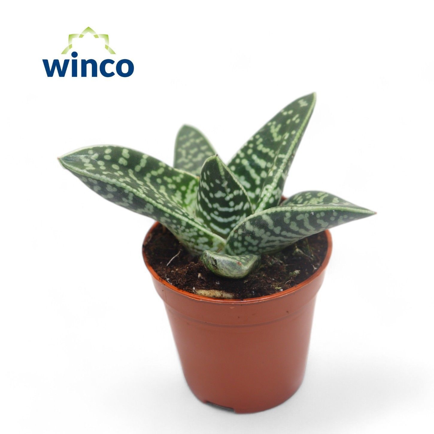 Aloe Variegata Compacta, D 5,5