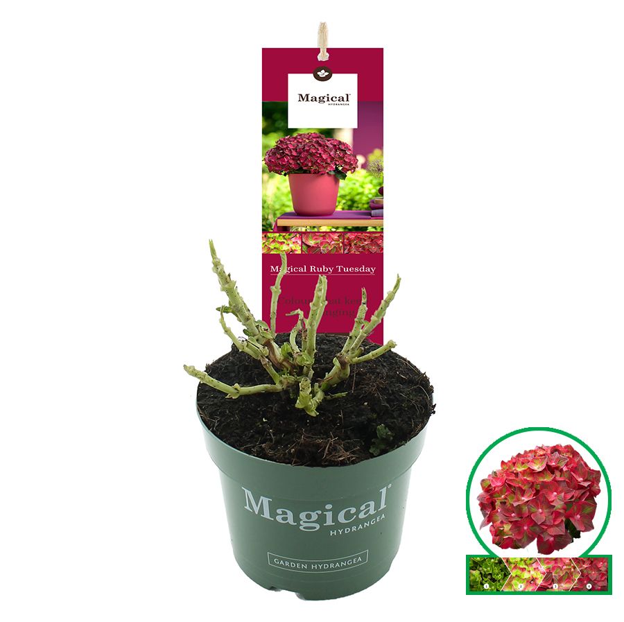 Hydrangea macr. Magical® 'Ruby Tuesday'® C2 (17cm.), D 17