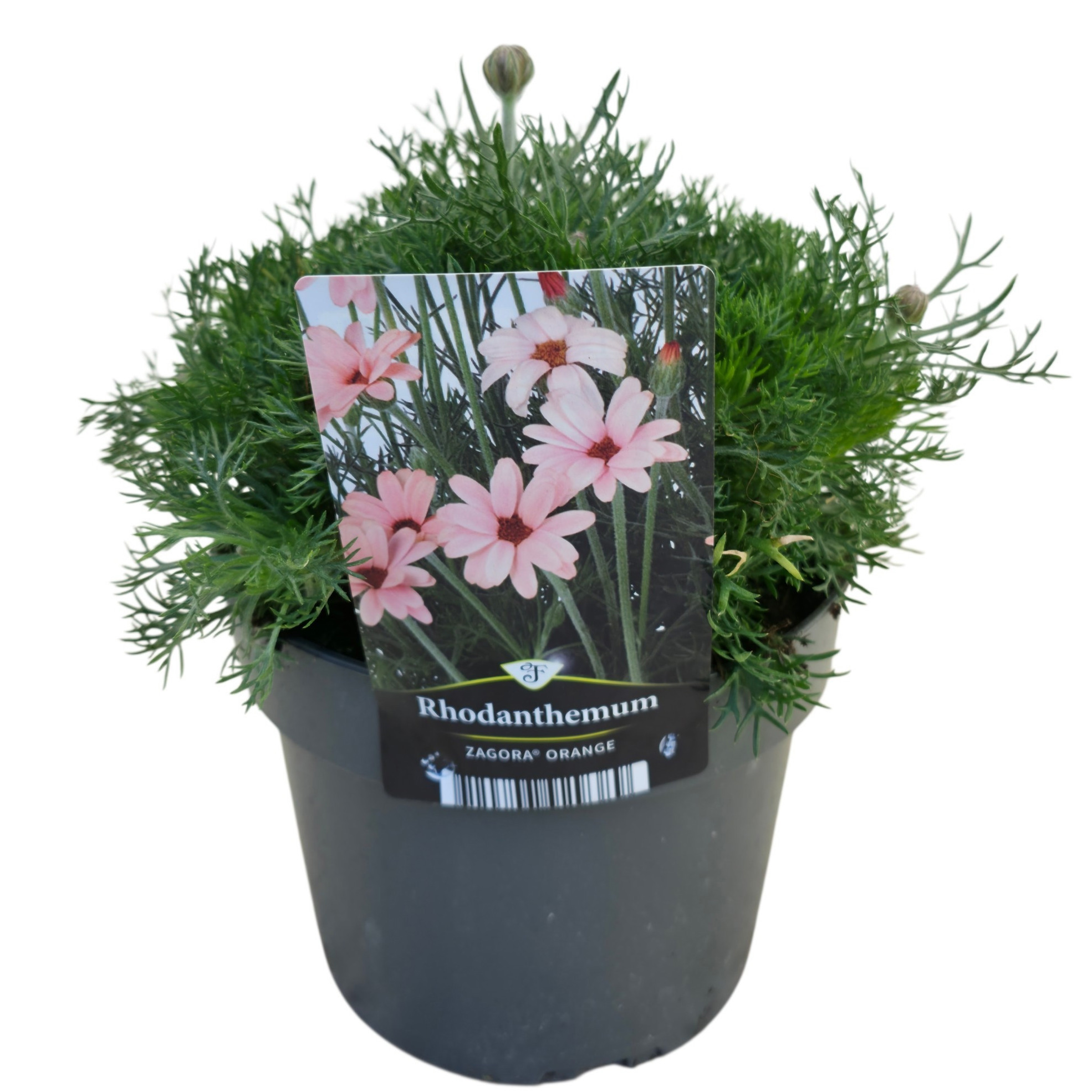 Rhodanthemum Zagora Orange, D 17