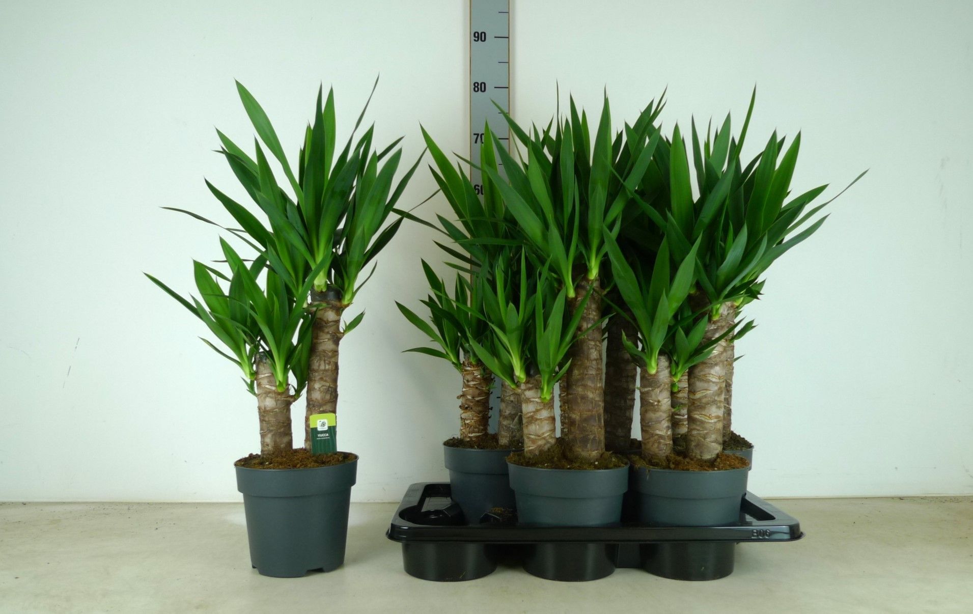 Yucca2stam40/20cm3kop+P17cm, D 17