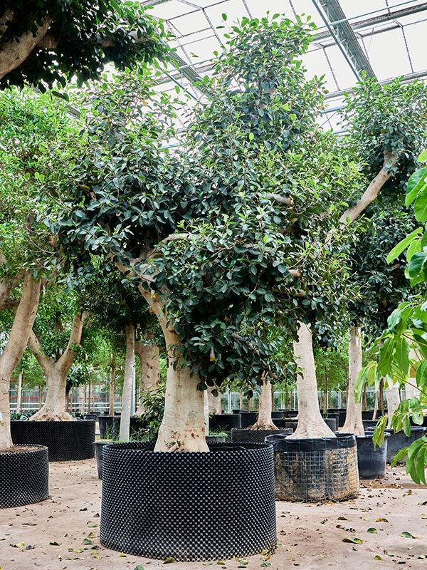 Ficus rubiginosa 'Australis', D 130