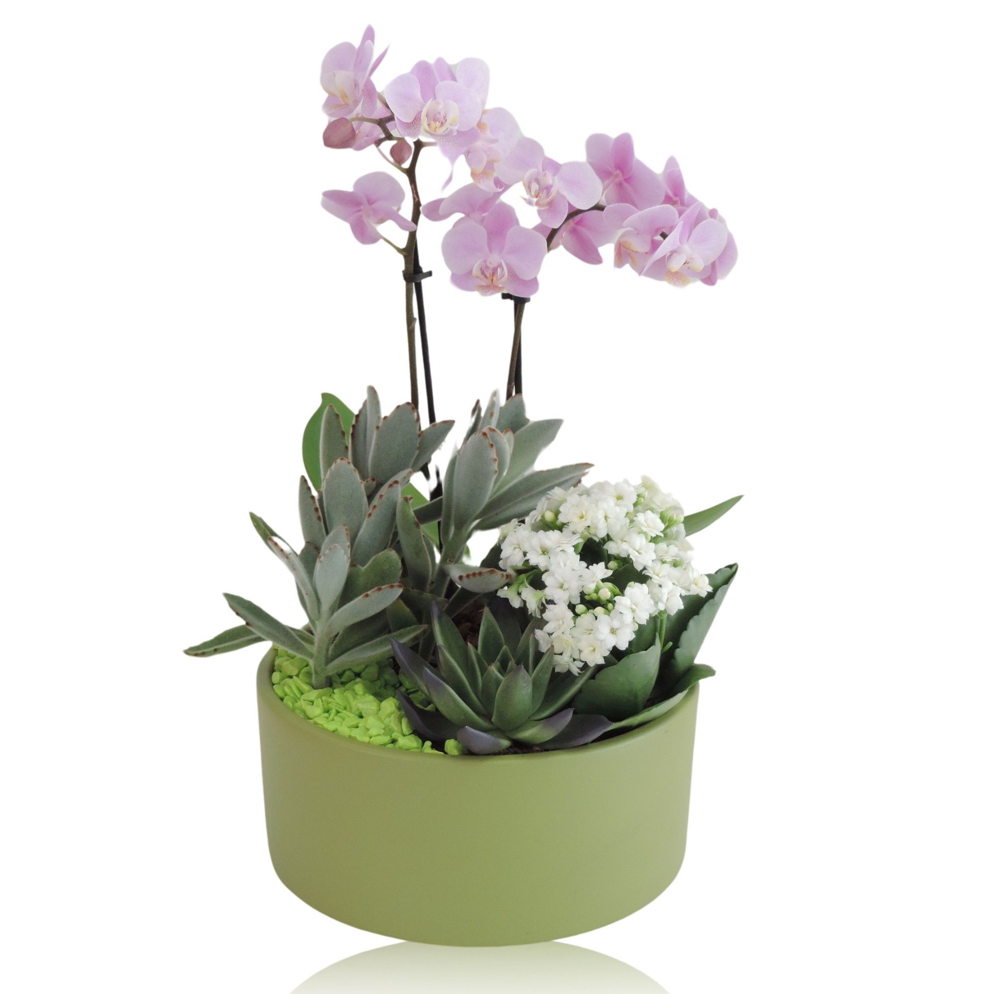 Arrangement Phalaenopsis 2 tak Keramiek schaal Green Stone 22 cm, D 22