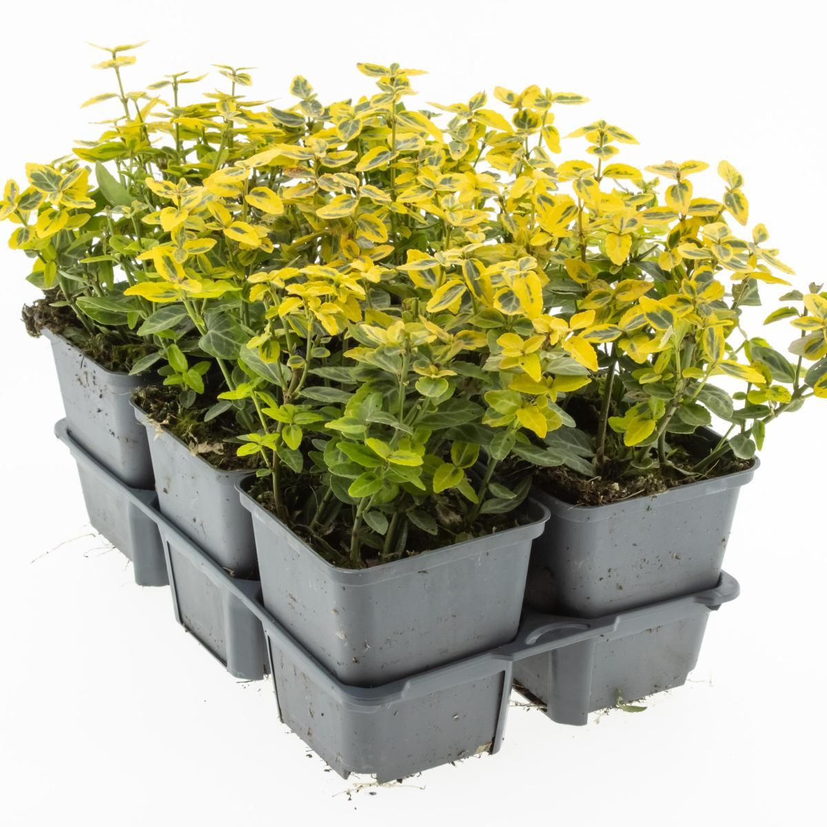 Euonymus fort. 'Emerald 'n' Gold', D 9