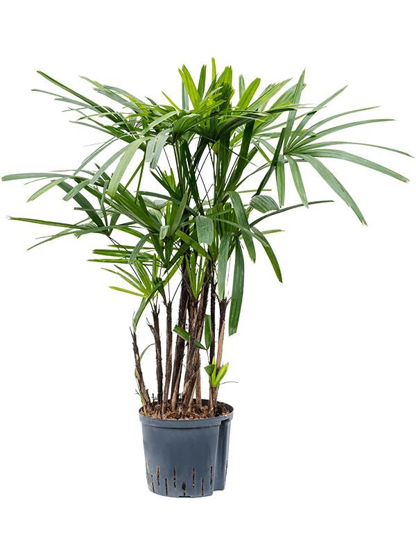 Rhapis excelsa, D 22