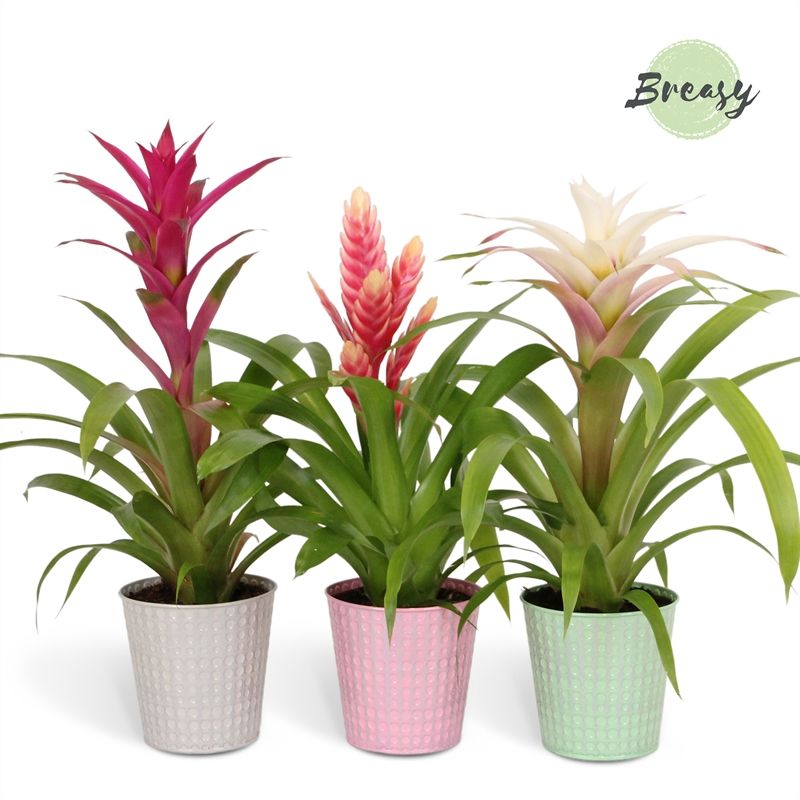 Bromelia Sweet - 13cm in Orlando | Mimesis, D 12