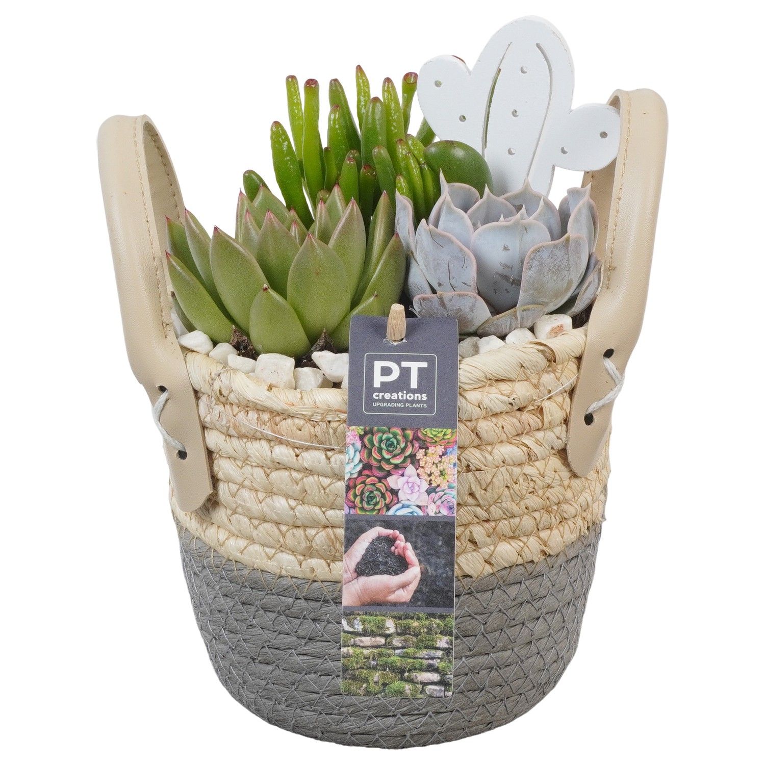 PTSU8492 Arrangement Succulenten in rieten mand, D 14
