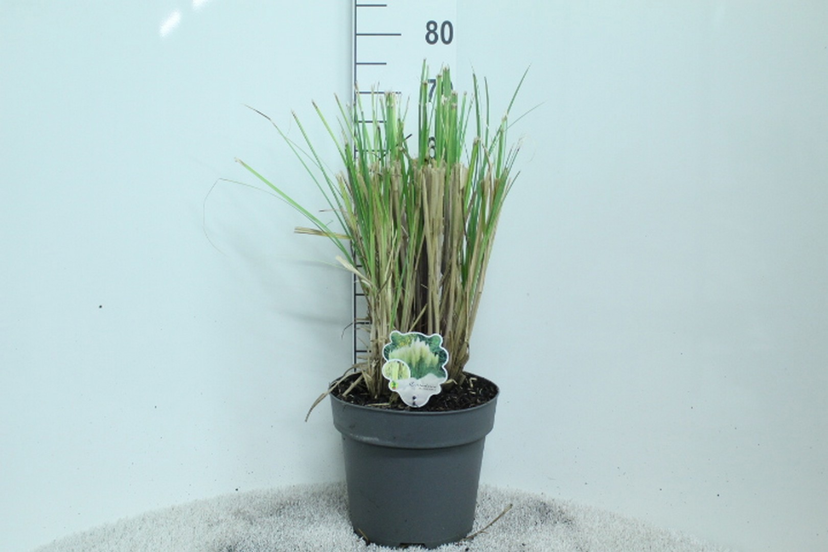 Cortaderia selloana 'Pumila' P29, D 29