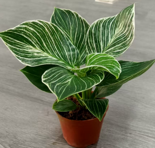 Филодендрон 90 Платинум Даймонд 9 20