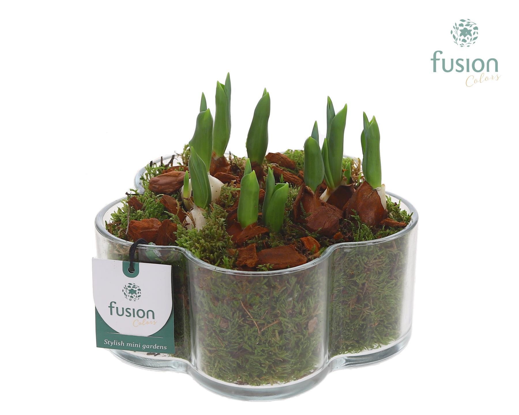 Glazen Bloemschaalmet Tulipa, D 18