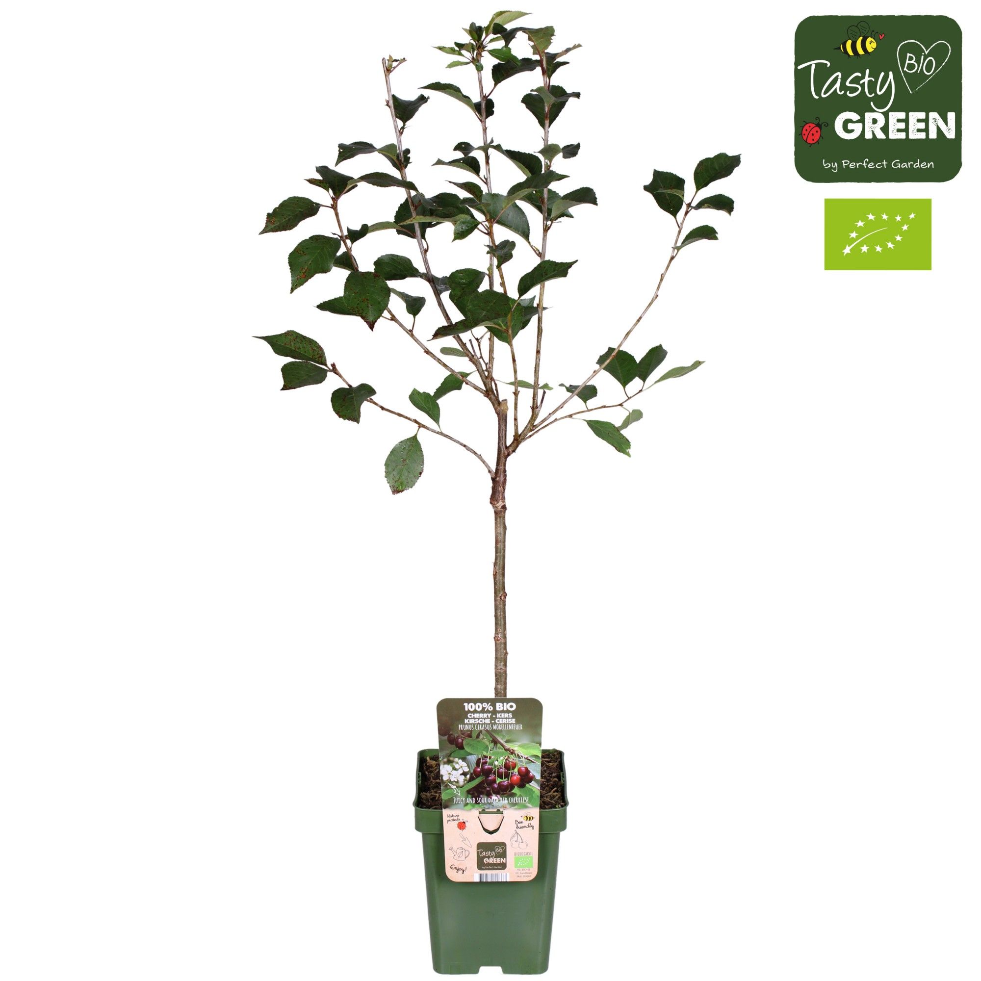 Prunus cerasus Morellenfeuer Bio P23, D 23 cm