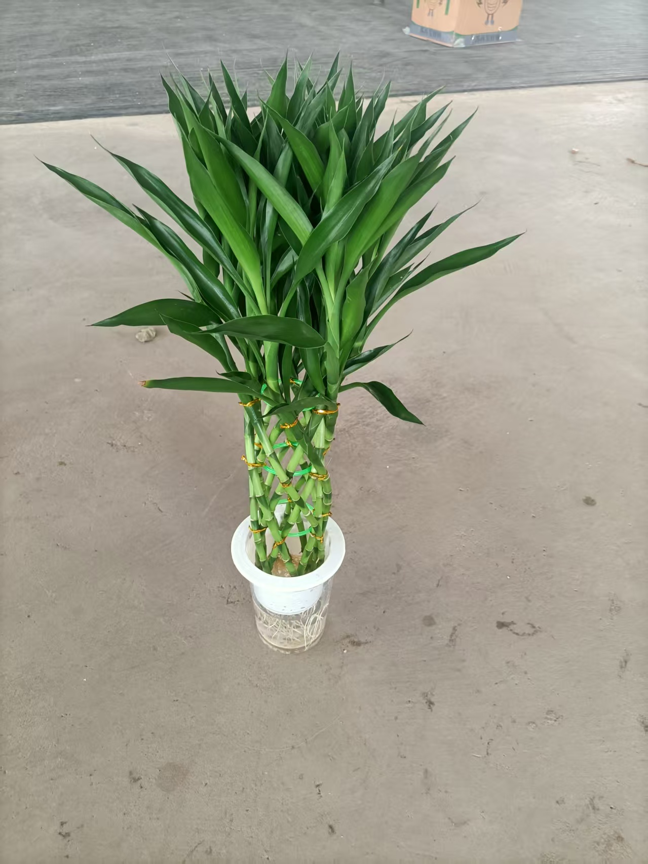 Драцена Сандериана Гидропоник Форчун Бамбук Баскет 12 60