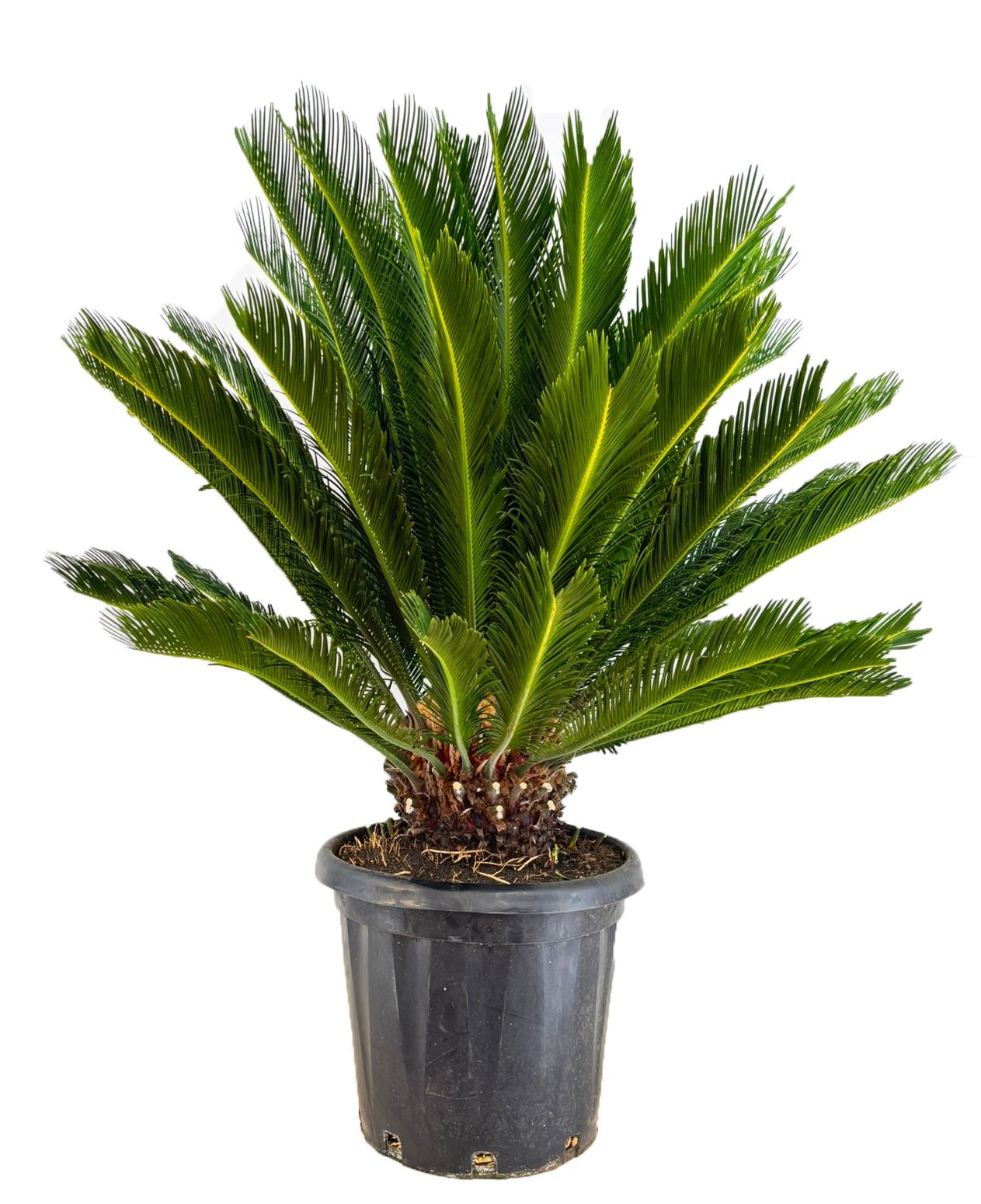 Cycas revoluta, D 40