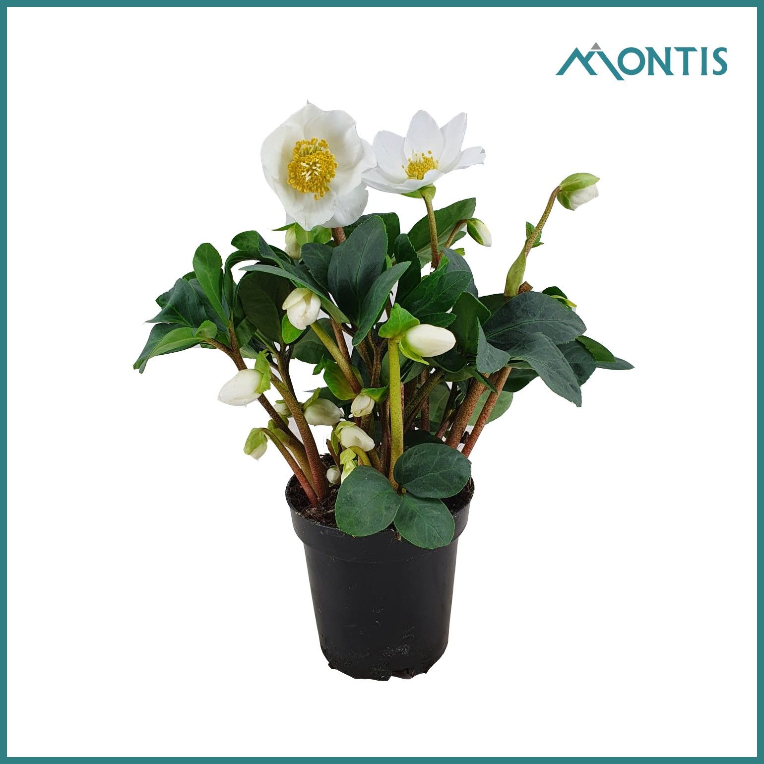 Helleborus Christmas Carol 9 cm XXL, D 9