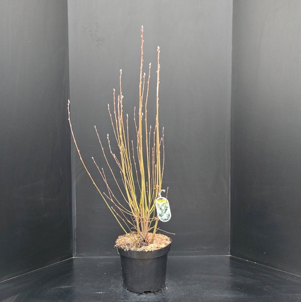 Amelanchier alnifolia Obelisk, D 29