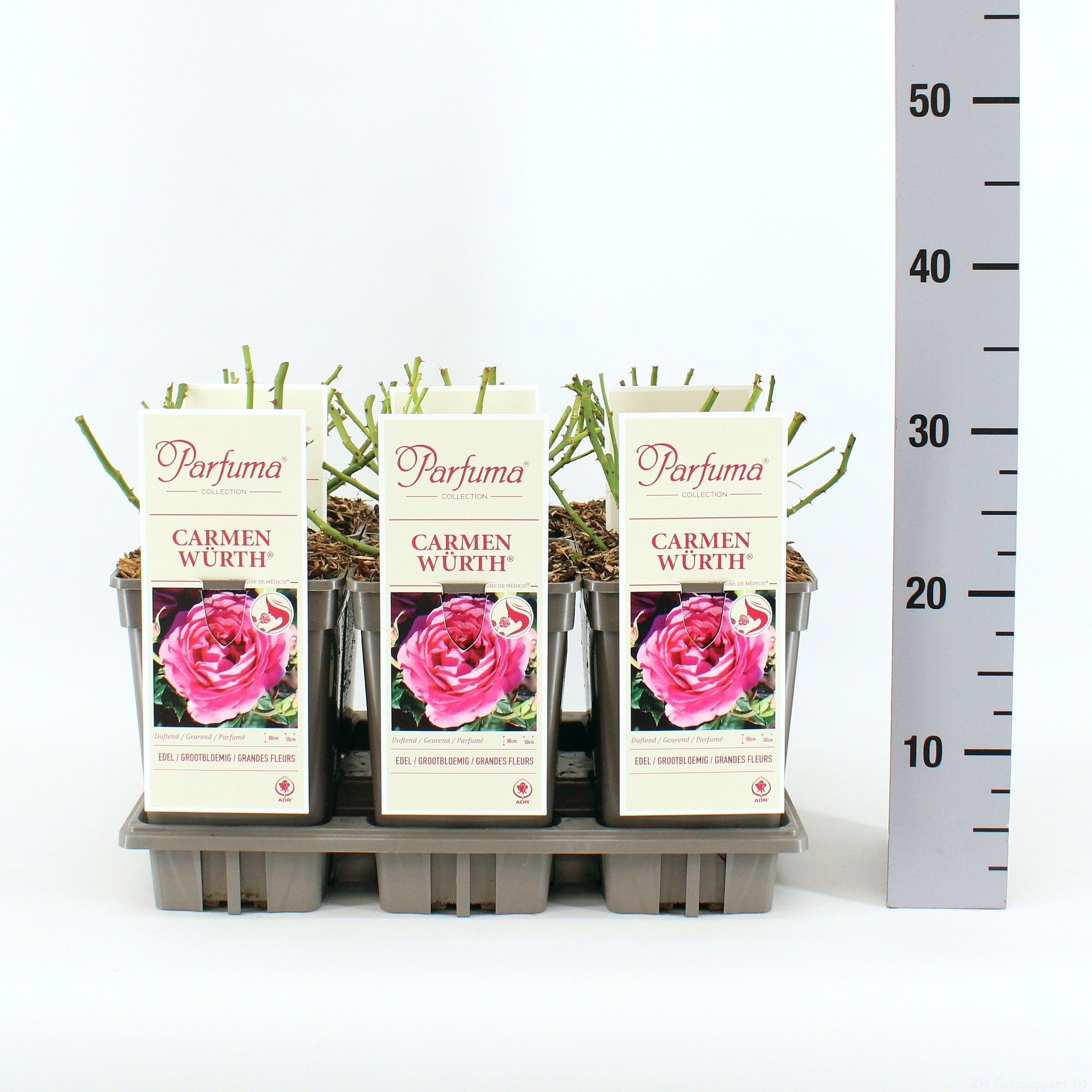 Rosa Parfuma (TH) Carmen Würth ®, C3, D 17