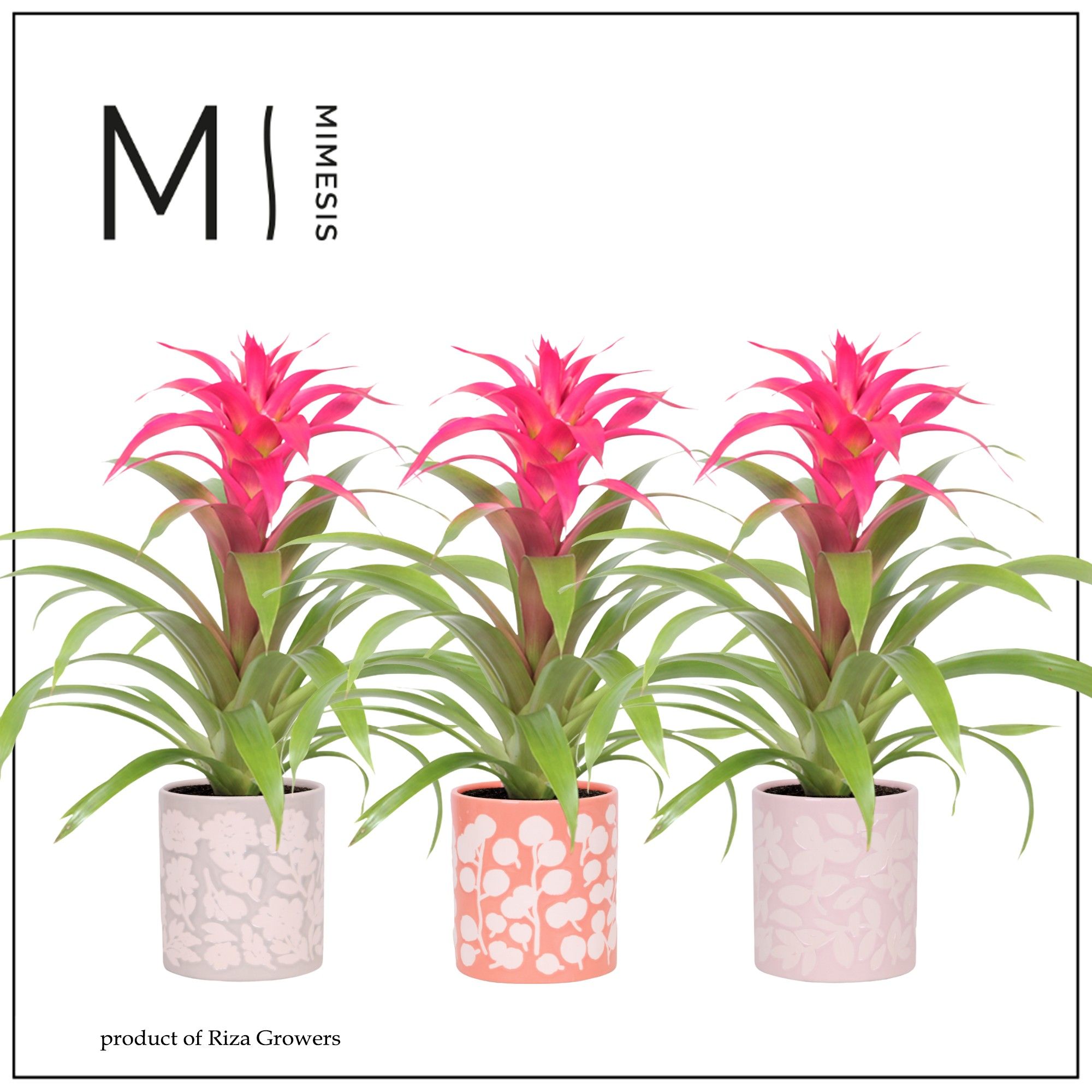 Guzmania Deseo Pink - 12 cm in Sevilla | Mimesis, D 12