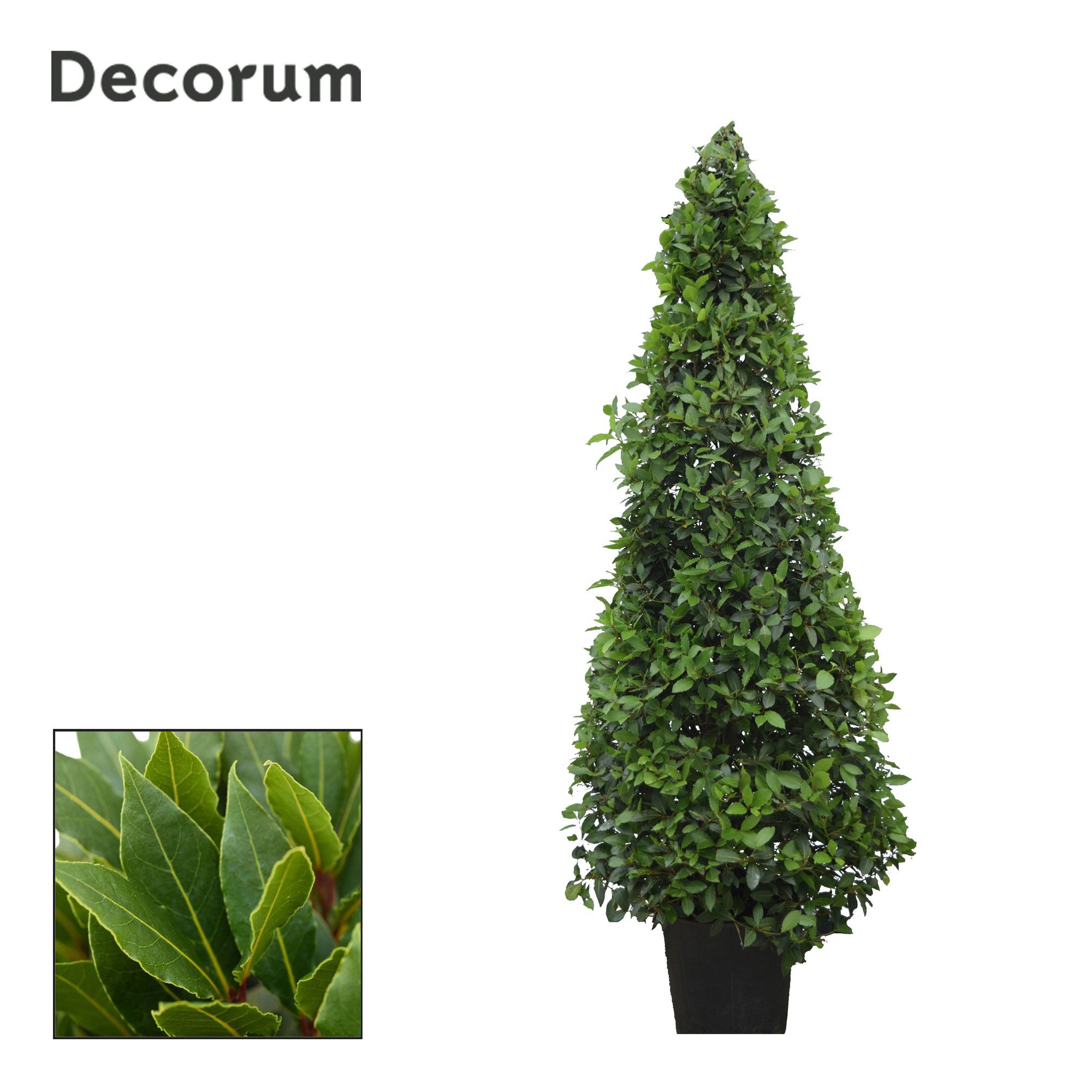 Laurus nobilis Piramide, D 40