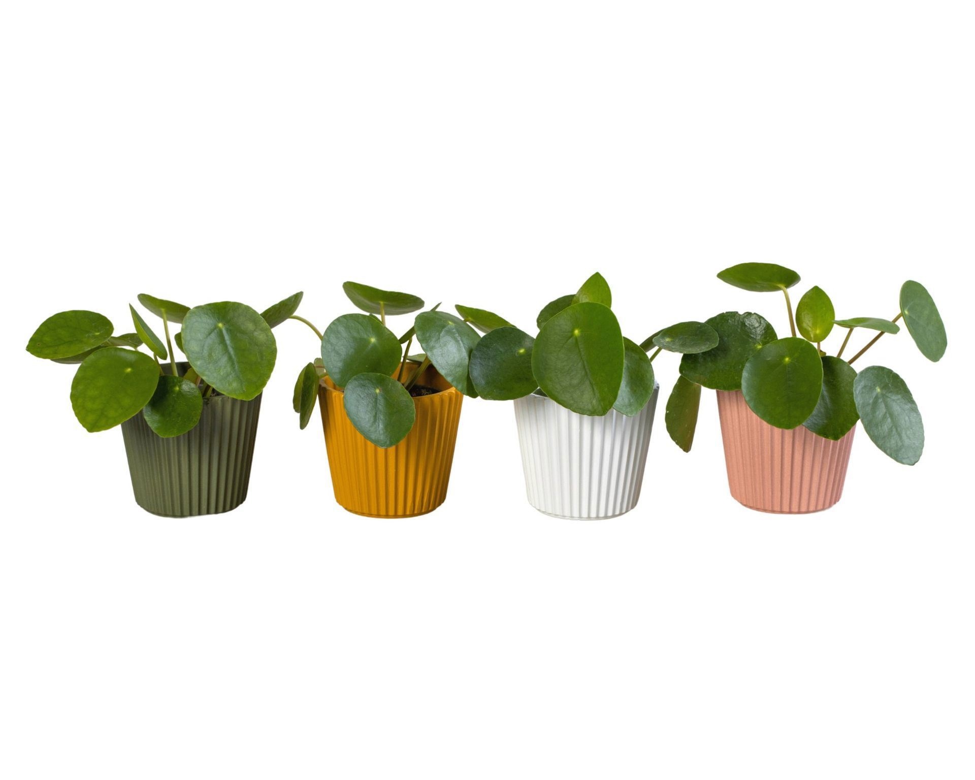 L 65914 with Pilea Peperomioides 6 cm, D 6