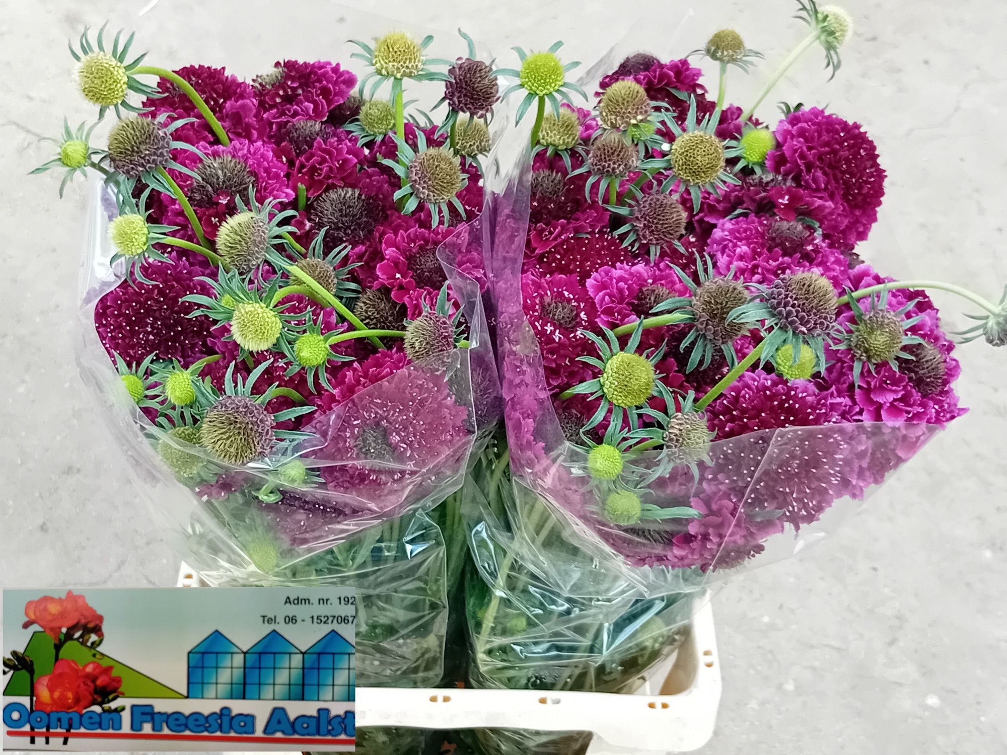 Скабиоза Рэд Вельвет Скуп 55, шт.